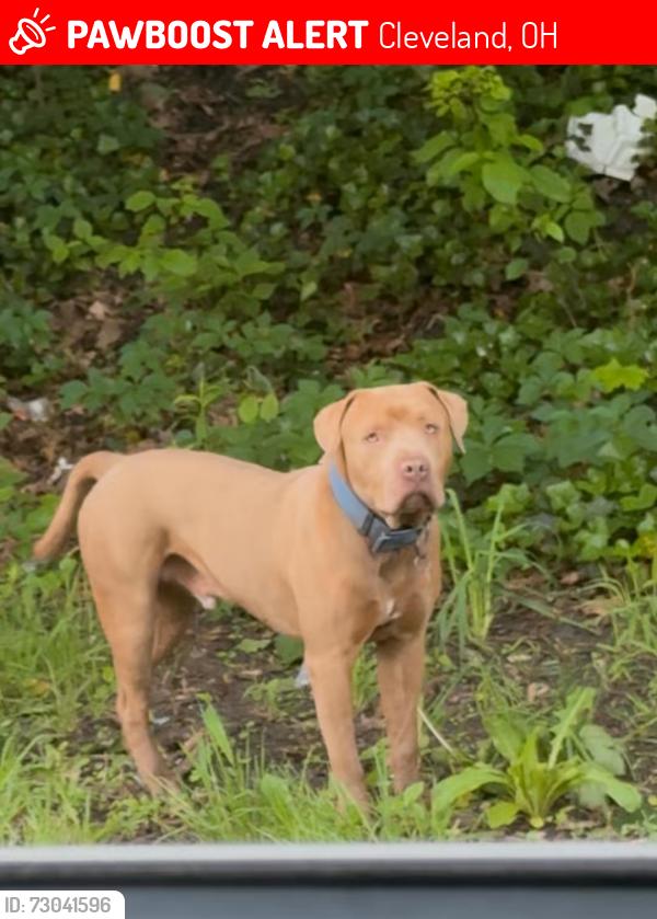 Lost Male Dog last seen Taylor & Terrace, Cleveland, OH 44135