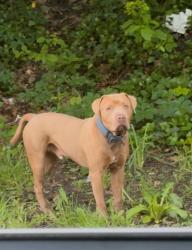 Lost Male Dog last seen Taylor & Terrace, Cleveland, OH 44135