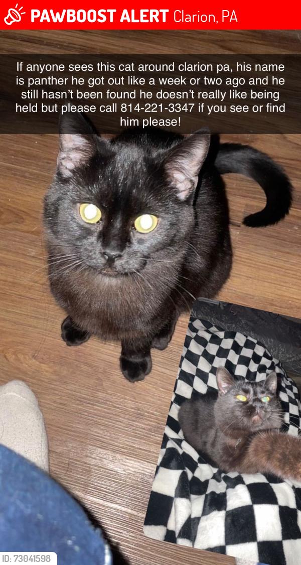 Lost Male Cat last seen Near robinwood drive clarion pa, Clarion, PA 16214