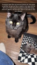 Lost Male Cat last seen Near robinwood drive clarion pa, Clarion, PA 16214