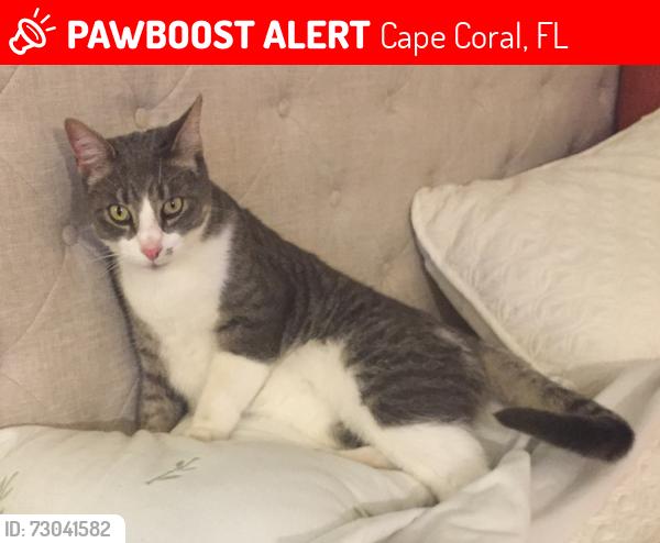 Lost Male Cat last seen NE 18th Terrace & NE 20th Avenue, Cape Coral, FL 33909
