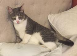 Lost Male Cat last seen NE 18th Terrace & NE 20th Avenue, Cape Coral, FL 33909