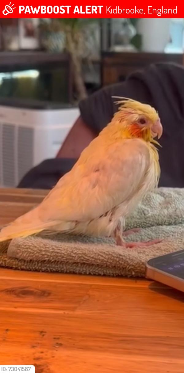 Lost Unknown Bird last seen Kidbrooke village/ Kidbrooke train station , Kidbrooke, England 