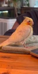 Lost Unknown Bird last seen Kidbrooke village/ Kidbrooke train station , Kidbrooke, England 