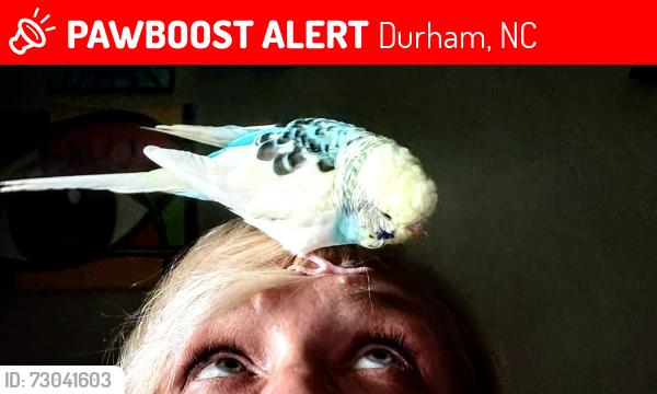 Lost Female Bird last seen Church of the Good Shepherd, Durham, NC 27707