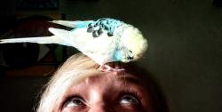 Lost Female Bird last seen Church of the Good Shepherd, Durham, NC 27707