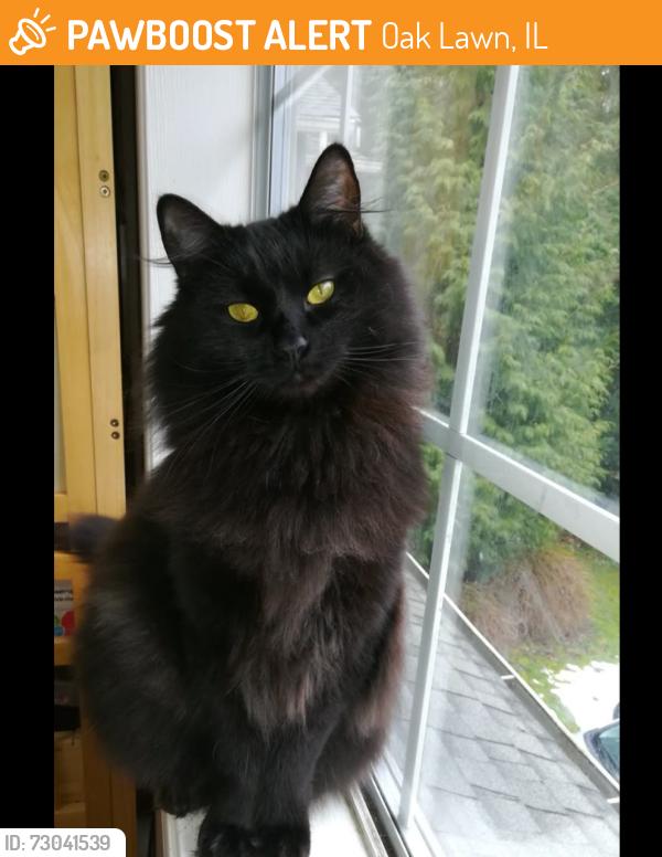 Found/Stray Unknown Cat last seen 105th and central OakLawn il and Chicago ridge Illinois is across the street, Oak Lawn, IL 60453