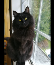 Found/Stray Unknown Cat last seen 105th and central OakLawn il and Chicago ridge Illinois is across the street, Oak Lawn, IL 60453