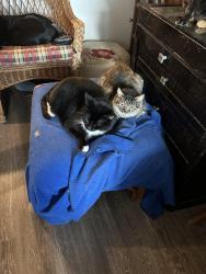 Reunited Male Cat last seen Near Enclave, Conroe, TX 77384