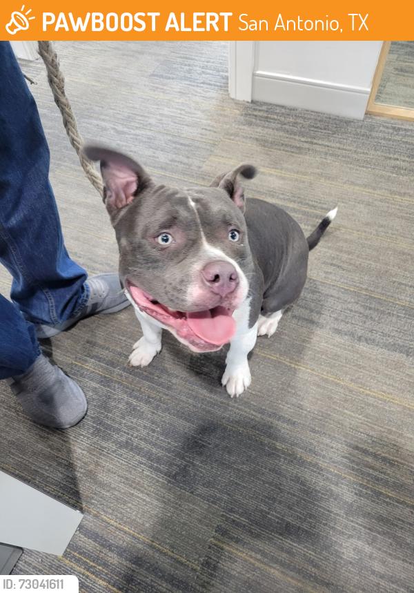 Found/Stray Male Dog last seen Guido Materials, San Antonio, TX 78216