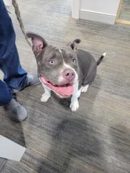 Found/Stray Male Dog last seen Guido Materials, San Antonio, TX 78216