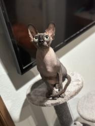 Reunited Male Cat last seen Near 47th avenue court e Spanaway wa , Spanaway, WA 98387