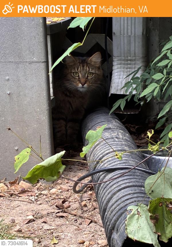 Found/Stray Female Cat last seen Not too far from chesterfield town center, Midlothian, VA 23113
