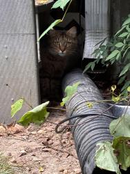 Found/Stray Female Cat last seen Not too far from chesterfield town center, Midlothian, VA 23113