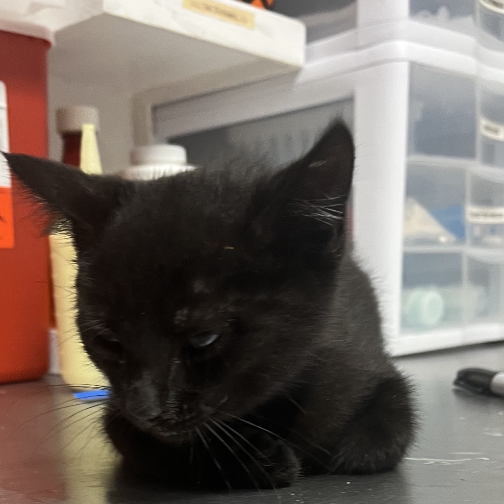 Shelter Stray Male Cat last seen , 4500 N Access Rd, Chattanooga, TN 37415, USA