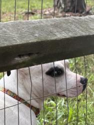 Reunited Unknown Dog last seen Pleasant grove road, charlotte nc 28216, Charlotte, NC 28216