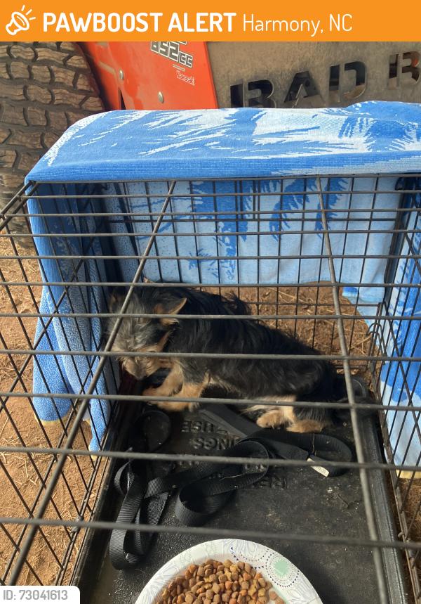 Found/Stray Male Dog last seen Near Sheffield Rd. Harmony, North Carolina., Harmony, NC 28634
