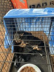 Found/Stray Male Dog last seen Near Sheffield Rd. Harmony, North Carolina., Harmony, NC 28634