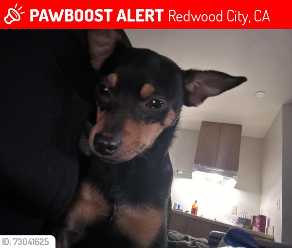 Lost Male Dog last seen El Camino Real, Jefferson Street, Redwood City, CA 94062