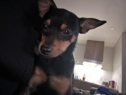 Lost Male Dog last seen El Camino Real, Jefferson Street, Redwood City, CA 94062