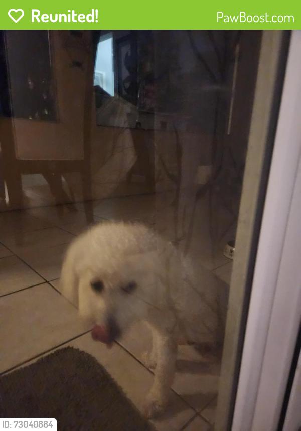 Reunited Male Dog last seen 45th and Thomas, Hollywood, FL 33021