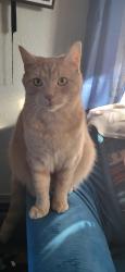 Lost Male Cat last seen Haymaker Plaza, Monroeville, PA 15146