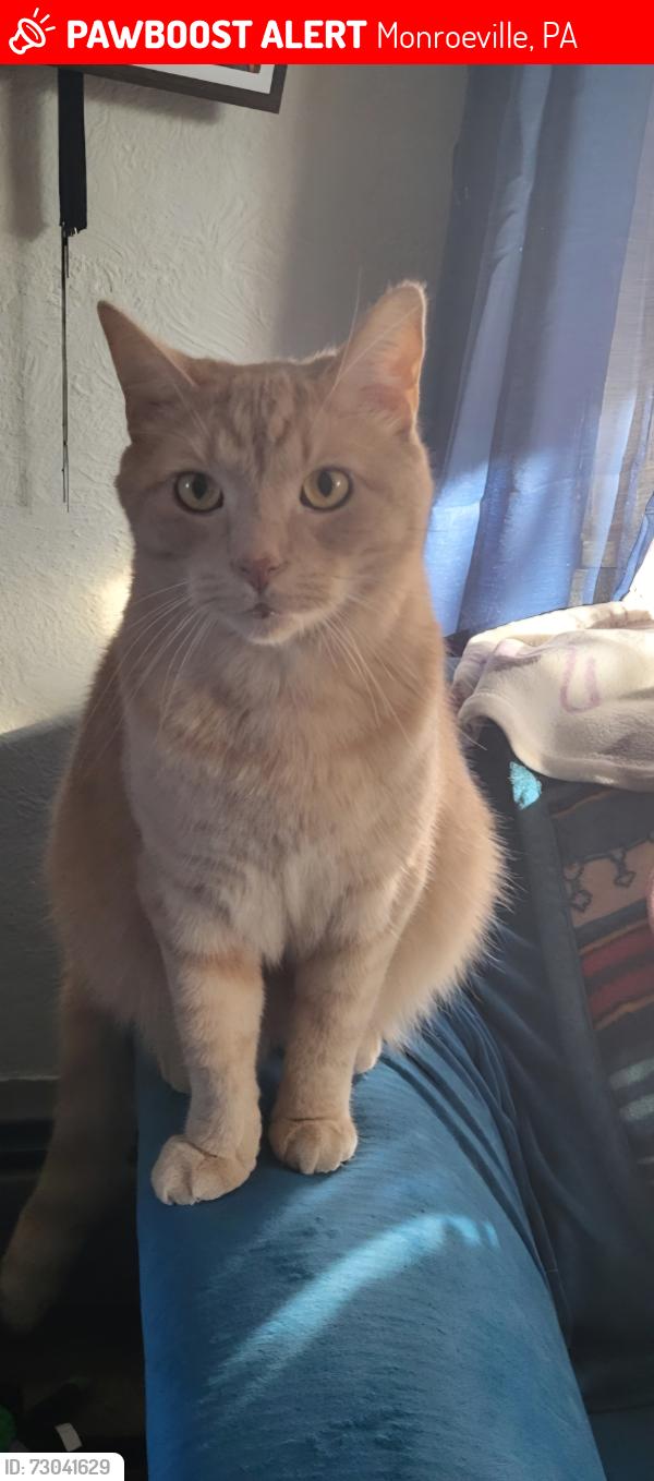 Lost Male Cat last seen Haymaker Plaza, Monroeville, PA 15146