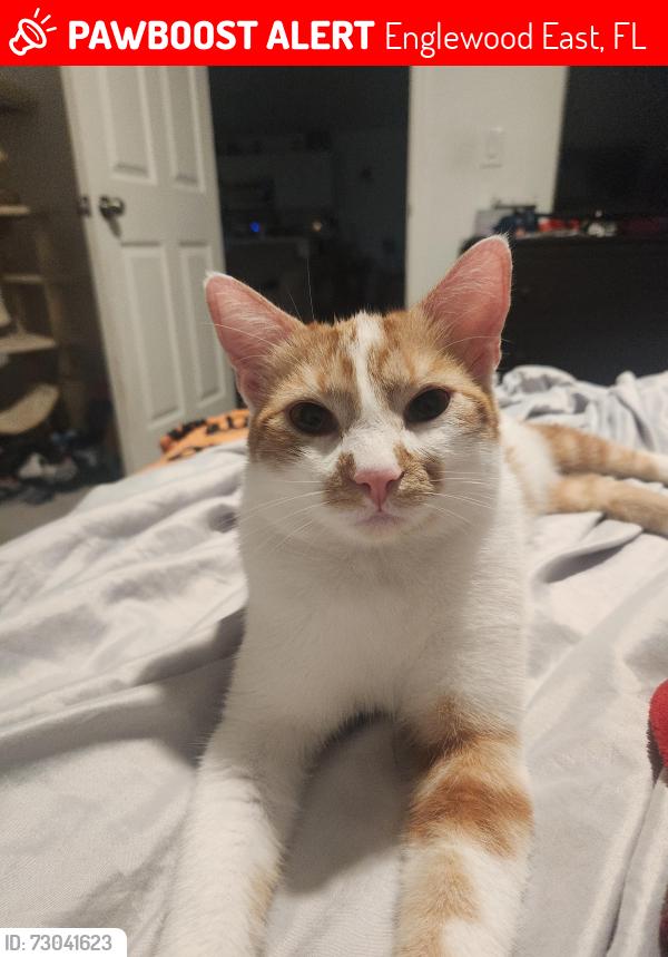 Lost Male Cat last seen seamist, Englewood East, FL 33981
