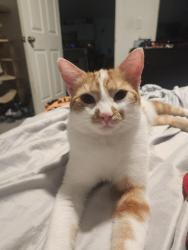 Lost Male Cat last seen seamist, Englewood East, FL 33981