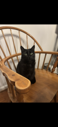 Lost Female Cat last seen Otterdale pointe road, Moseley, VA 23120