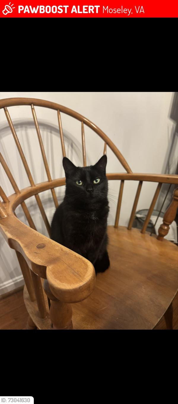 Lost Female Cat last seen Otterdale pointe road, Moseley, VA 23120