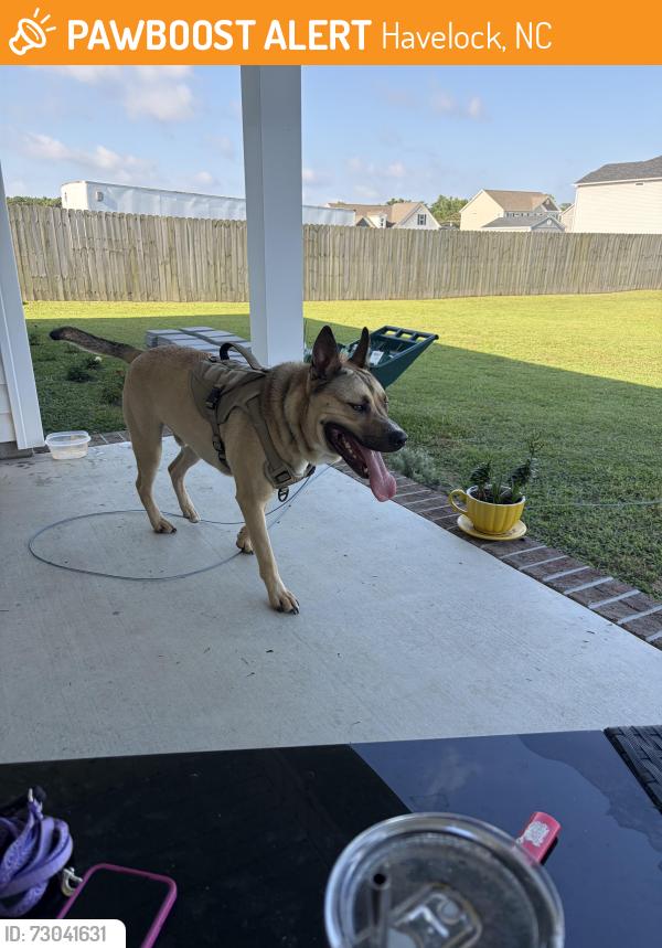 Found/Stray Male Dog last seen Near Harvest Blvd, Havelock, Havelock, NC 28532
