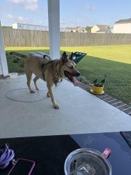 Found/Stray Male Dog last seen Near Harvest Blvd, Havelock, Havelock, NC 28532