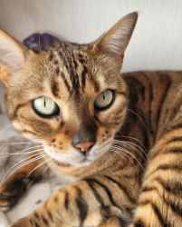 Reunited Female Cat last seen By the canal, housing side, Staffordshire, England WS15 2EY