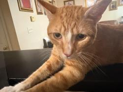 Found/Stray Male Cat last seen Hillcrest subdivision , Mableton, GA 30168
