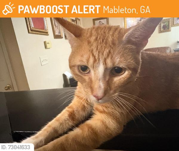 Found/Stray Male Cat last seen Hillcrest subdivision , Mableton, GA 30168