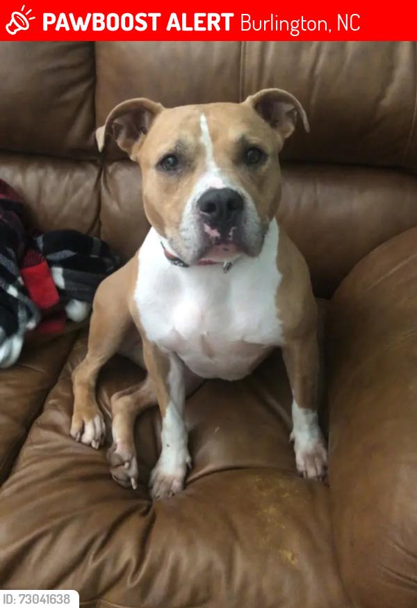 Lost Female Dog last seen Granville Street Burlington NC, Burlington, NC 27215