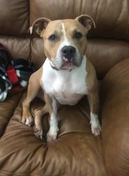 Lost Female Dog last seen Granville Street Burlington NC, Burlington, NC 27215