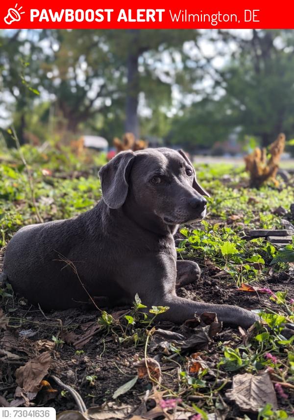 Lost Female Dog last seen Walnut St, Wilmington, DE 19809