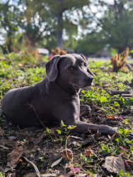 Lost Female Dog last seen Walnut St, Wilmington, DE 19809