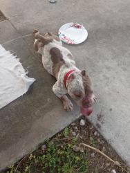 Found/Stray Female Dog last seen NW 9 Ct, Homestead, FL 33030