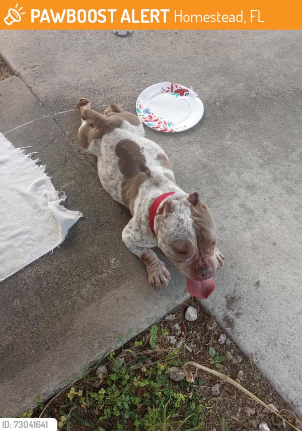 Found/Stray Female Dog last seen NW 9 Ct, Homestead, FL 33030