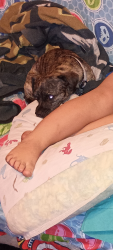 Lost Male Dog last seen Dyer st between Garrick and Eldridge in sylmar , Los Angeles, CA 91342