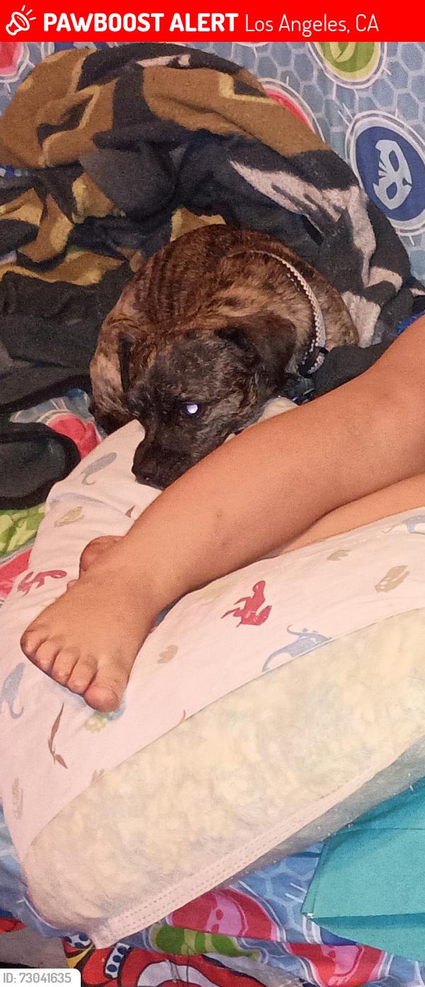 Lost Male Dog last seen Dyer st between Garrick and Eldridge in sylmar , Los Angeles, CA 91342