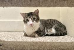 Lost Male Cat last seen Mount Royal Rd, Forward Ave, Beechwood, Sq Hill South area, Pittsburgh, PA 15217