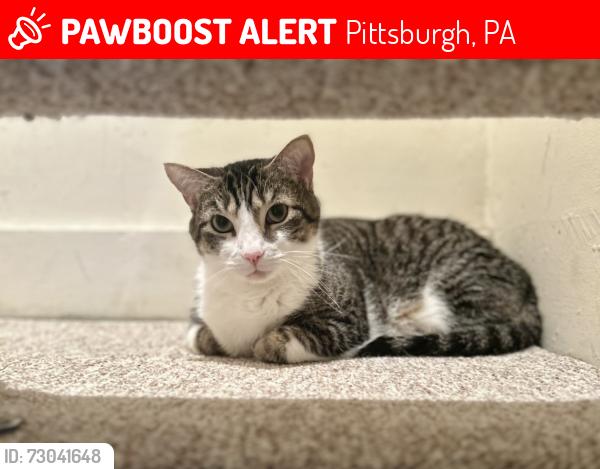 Lost Male Cat last seen Mount Royal Rd, Forward Ave, Beechwood, Sq Hill South area, Pittsburgh, PA 15217