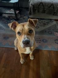 Found/Stray Unknown Dog last seen Pace Blvd & Garden Street area, Pensacola, FL 32502
