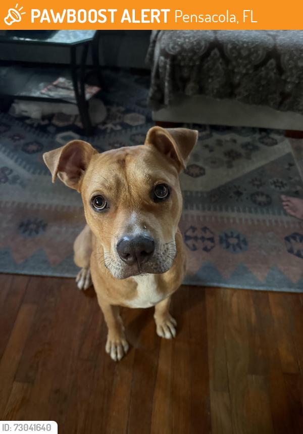 Found/Stray Unknown Dog last seen Pace Blvd & Garden Street area, Pensacola, FL 32502