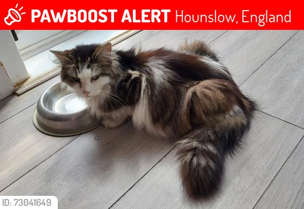 Lost Female Cat last seen queenswood avenue, hounslow, Hounslow, England 