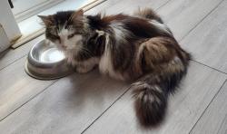 Lost Female Cat last seen queenswood avenue, hounslow, Hounslow, England 